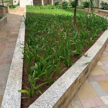 Empresa de jardinagem para empresas  em Centro Empresarial foto 17