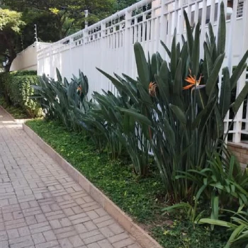 Empresa de jardinagem para empresas  em Centro Empresarial foto 20