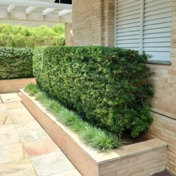 Empresa de jardinagem para empresas  em Centro Empresarial foto 21