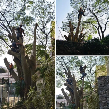Empresa de jardinagem para empresas  em Centro Empresarial foto 4